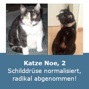 Katze Noe — Schilddrüse normalisiert