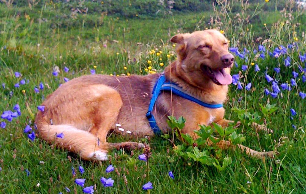 Glücklicher Hund in der Natur