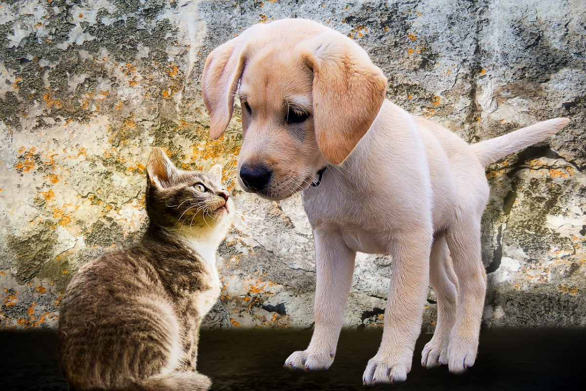 Naturnahrung für Katzen