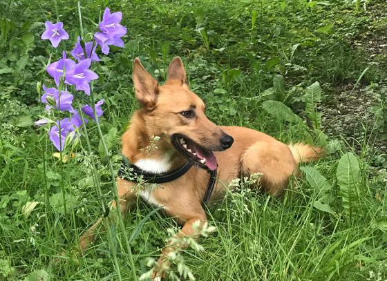 Kleiner Hund im Gras