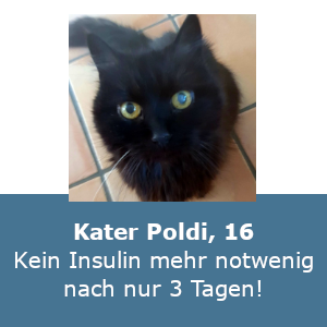 Kater Poldi — kein Insulin mehr