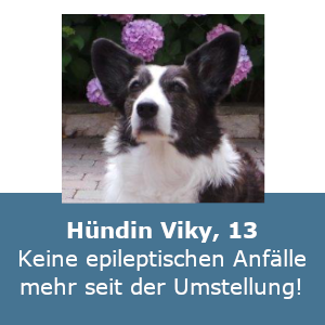 Hündin Viky — keine Epilepsie