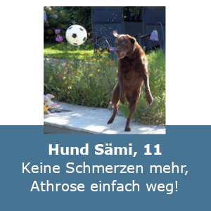 Hund Sami — Arthrose verschwunden