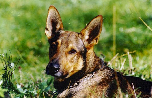 Deutscher Schäferhund