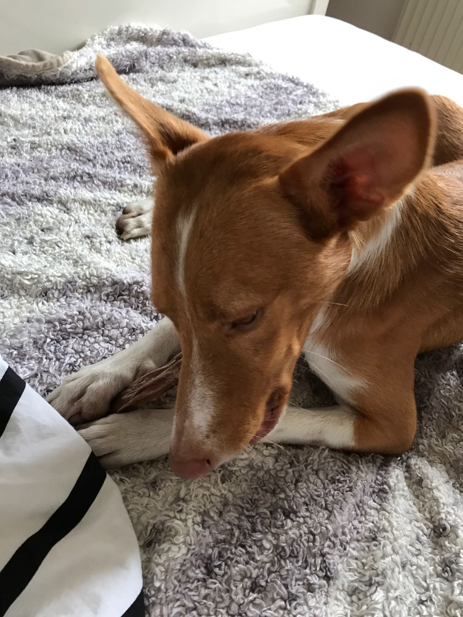 Hund auf Decke