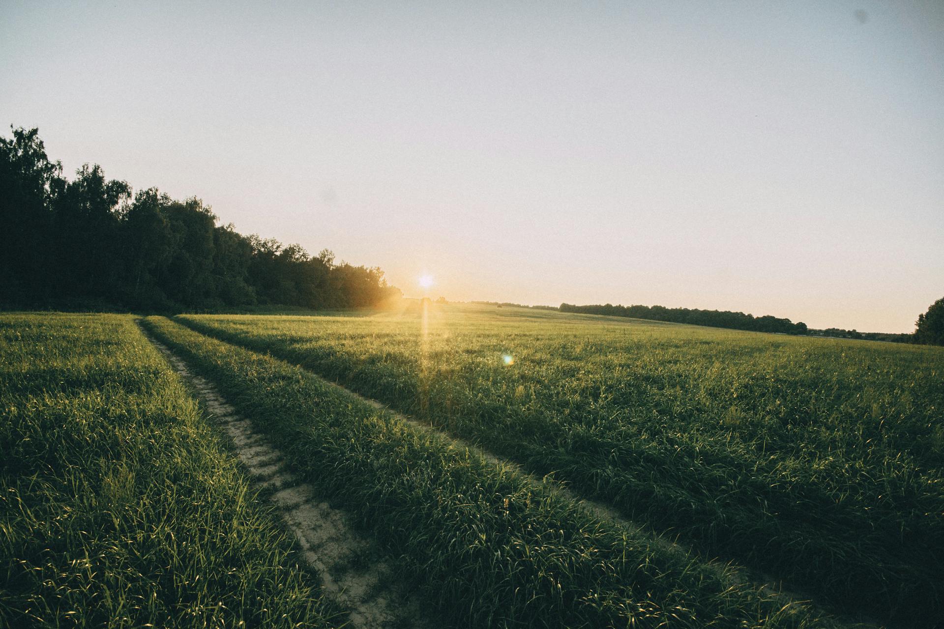 PANEON Mission — Natur und Gesundheit