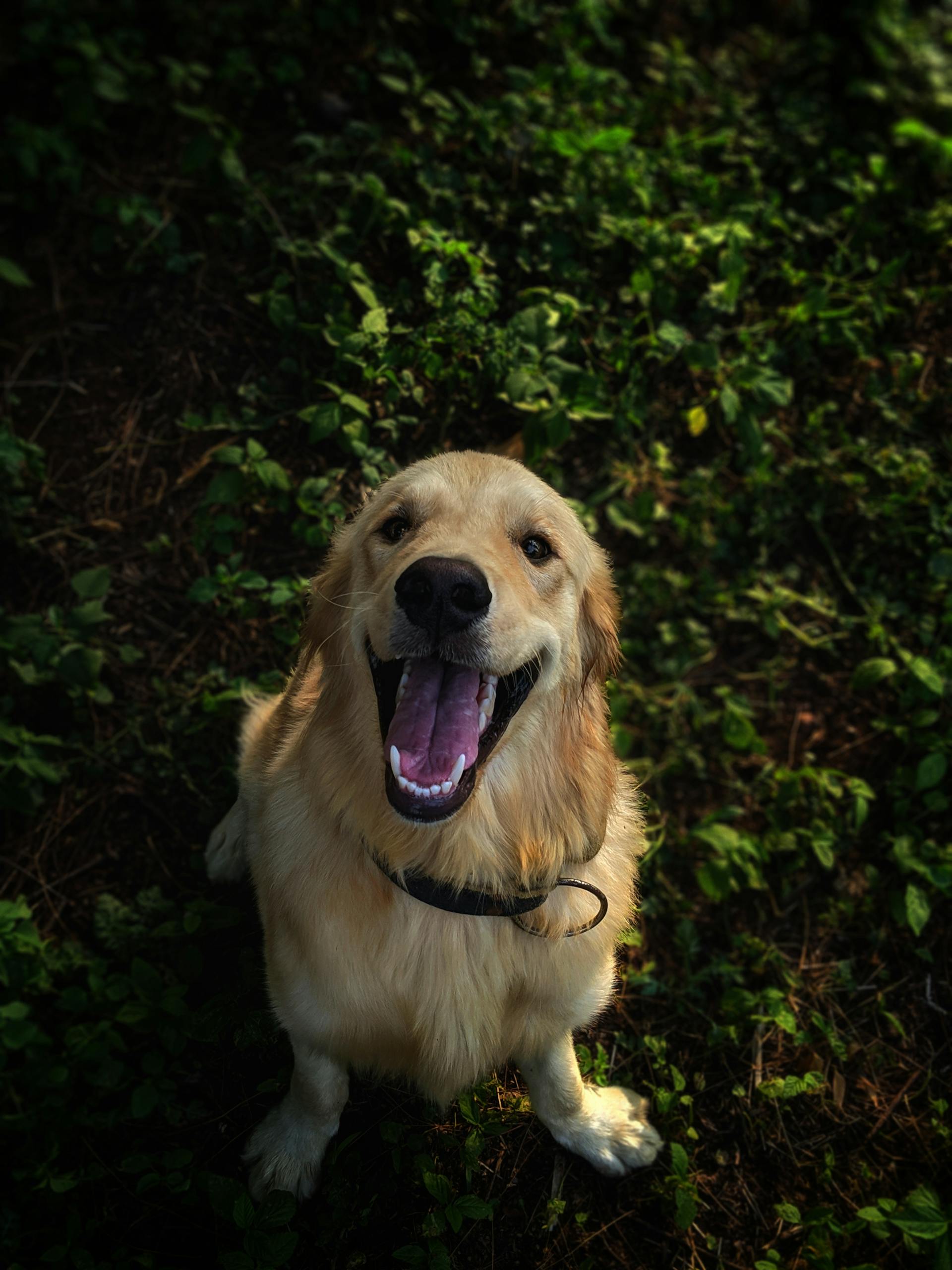 Naturnahrung für Hunde